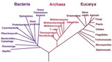 DNA