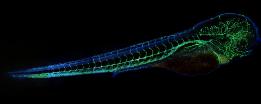 Zebrafish Image