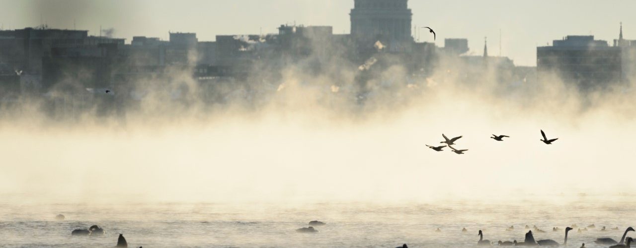 Geese flying over and sitting on Lake Mendota with fog and the Wisconsin State Capital in the background.