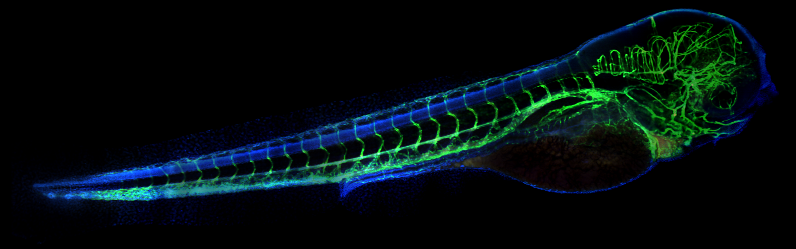 Zebrafish embryo image in green and blue taken with a confocal microscope