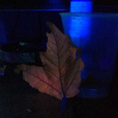 leaf + alcohol