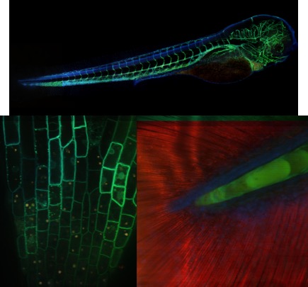 hyperspectralmicroscopy.jpg