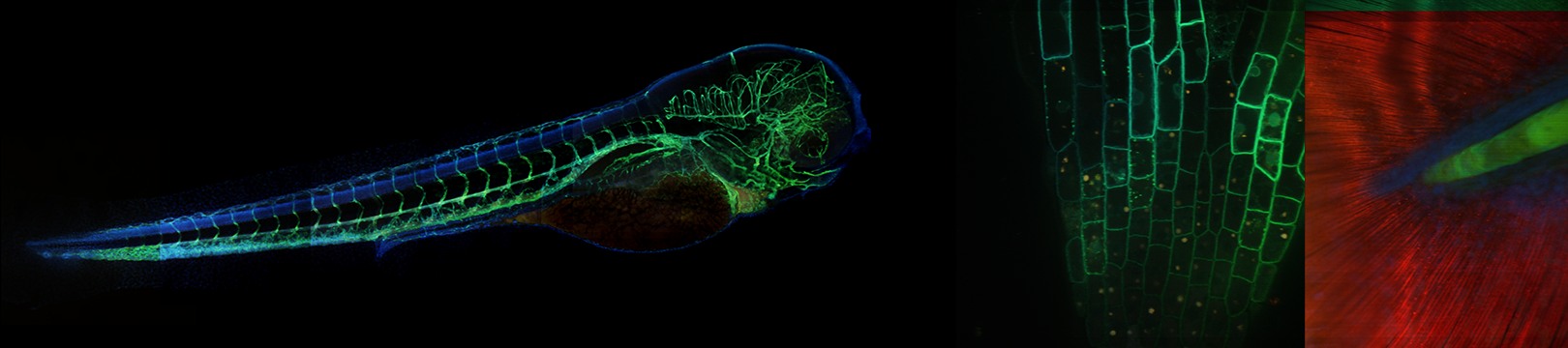 Images using hyperspectral Microscopy