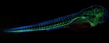 Stitched Image of a Zebrafish
